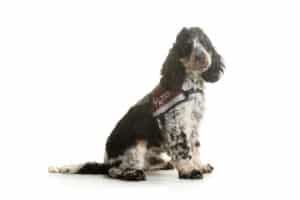 Hearing Dogs for Deaf People,Hearing dogs,dogs for the deaf,guide dogs for deaf,charities in need,fund charities