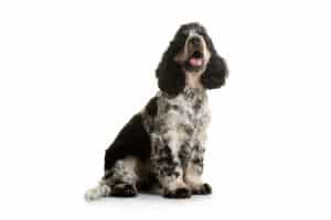 Hearing Dogs for Deaf People,Hearing dogs,dogs for the deaf,guide dogs for deaf,charities in need,fund charities